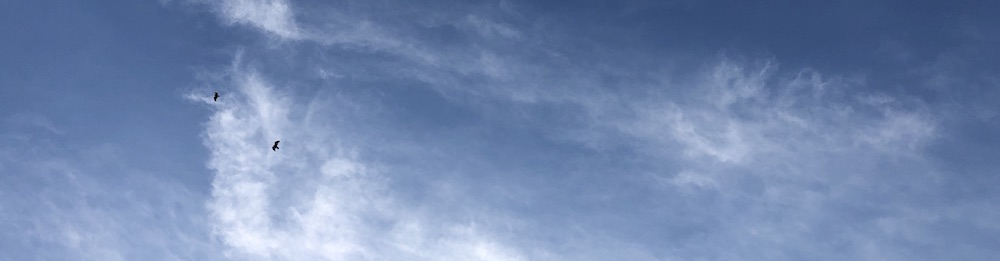 blue skies with whispy clouds and two birds