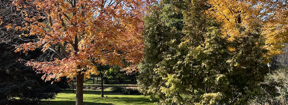 trees that have changed colour during the fall months in Canada
