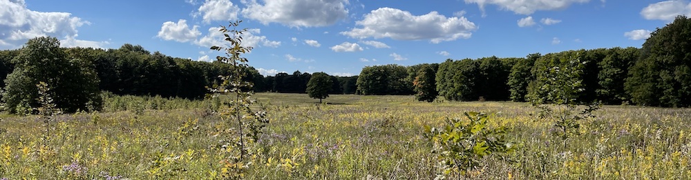 tall grass in the foreground, blue skies and trees in the background